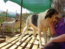 ALASKA, Hund, Herdenschutzhund-Mix in Griechenland - Bild 3