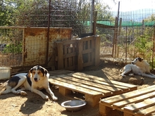 ALASKA, Hund, Herdenschutzhund-Mix in Griechenland - Bild 4