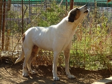 ALASKA, Hund, Herdenschutzhund-Mix in Griechenland - Bild 5