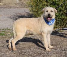 PIERO, Hund, Herdenschutzhund-Mix in Spanien - Bild 6