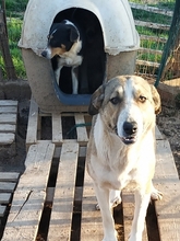 ANGELA, Hund, Herdenschutzhund-Mix in Griechenland - Bild 10