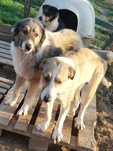 ANGELA, Hund, Herdenschutzhund-Mix in Griechenland - Bild 11