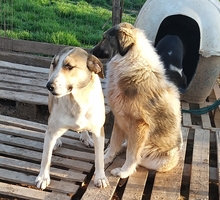 ANGELA, Hund, Herdenschutzhund-Mix in Griechenland - Bild 12