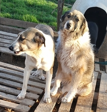 ANGELA, Hund, Herdenschutzhund-Mix in Griechenland - Bild 13
