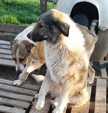 ANGELA, Hund, Herdenschutzhund-Mix in Griechenland - Bild 14