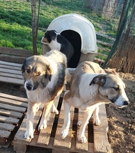 ANGELA, Hund, Herdenschutzhund-Mix in Griechenland - Bild 15