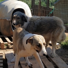 ANGELA, Hund, Herdenschutzhund-Mix in Griechenland - Bild 16