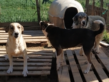 ANGELA, Hund, Herdenschutzhund-Mix in Griechenland - Bild 19