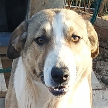 ANGELA, Hund, Herdenschutzhund-Mix in Griechenland - Bild 2