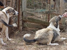 ANGELA, Hund, Herdenschutzhund-Mix in Griechenland - Bild 6