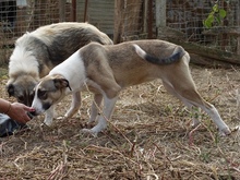 ANGELA, Hund, Herdenschutzhund-Mix in Griechenland - Bild 7