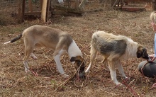 ANGELA, Hund, Herdenschutzhund-Mix in Griechenland - Bild 9