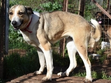 ANGELA, Hund, Mischlingshund in Griechenland - Bild 26