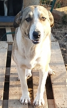 ANGELA, Hund, Mischlingshund in Griechenland - Bild 3