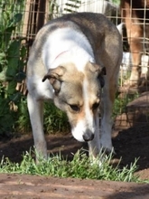 ANGELA, Hund, Mischlingshund in Griechenland - Bild 33