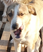 ANGELA, Hund, Mischlingshund in Griechenland - Bild 4