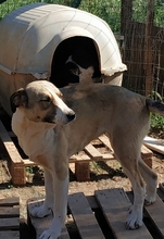 ANGELA, Hund, Mischlingshund in Griechenland - Bild 5