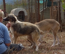 ANGELA, Hund, Mischlingshund in Griechenland - Bild 8