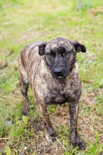 DREAMY, Hund, Staffordshire Bull Terrier-Mix in Kroatien - Bild 1