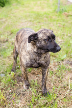 DREAMY, Hund, Staffordshire Bull Terrier-Mix in Kroatien - Bild 2