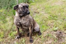 DREAMY, Hund, Staffordshire Bull Terrier-Mix in Kroatien - Bild 3