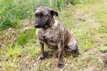 DREAMY, Hund, Staffordshire Bull Terrier-Mix in Kroatien - Bild 4