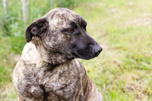 DREAMY, Hund, Staffordshire Bull Terrier-Mix in Kroatien - Bild 5