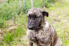 DREAMY, Hund, Staffordshire Bull Terrier-Mix in Kroatien - Bild 6