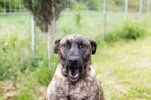 DREAMY, Hund, Staffordshire Bull Terrier-Mix in Kroatien - Bild 7