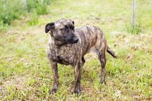 DREAMY, Hund, Staffordshire Bull Terrier-Mix in Kroatien - Bild 8