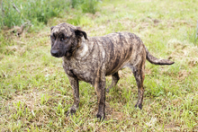 DREAMY, Hund, Staffordshire Bull Terrier-Mix in Kroatien - Bild 9
