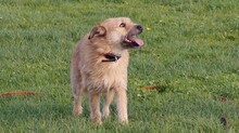 CHARISE, Hund, Mischlingshund in Friedrichskoog - Bild 1