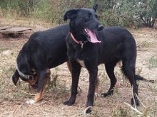 LOTTA, Hund, Mischlingshund in Griechenland - Bild 10