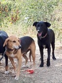 LOTTA, Hund, Mischlingshund in Griechenland - Bild 11