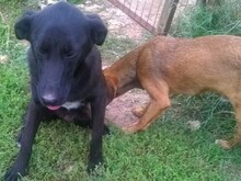 LOTTA, Hund, Mischlingshund in Griechenland - Bild 16