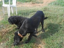 LOTTA, Hund, Mischlingshund in Griechenland - Bild 19