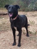 LOTTA, Hund, Mischlingshund in Griechenland - Bild 2