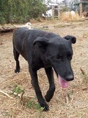LOTTA, Hund, Mischlingshund in Griechenland - Bild 3