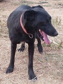 LOTTA, Hund, Mischlingshund in Griechenland - Bild 5