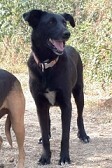 LOTTA, Hund, Mischlingshund in Griechenland - Bild 6