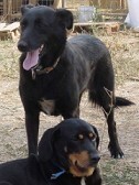 LOTTA, Hund, Mischlingshund in Griechenland - Bild 8