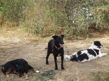 LOTTA, Hund, Mischlingshund in Griechenland - Bild 9