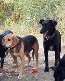 LOTTA, Hund, Mischlingshund in Backnang - Bild 12