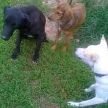 LOTTA, Hund, Mischlingshund in Backnang - Bild 15