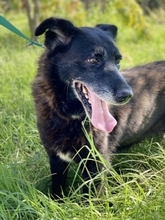 LOTTA, Hund, Mischlingshund in Backnang - Bild 25