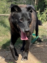 LOTTA, Hund, Mischlingshund in Backnang - Bild 27