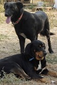 LOTTA, Hund, Mischlingshund in Backnang - Bild 7