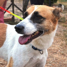 HARLEY, Hund, Mischlingshund in Griechenland - Bild 2