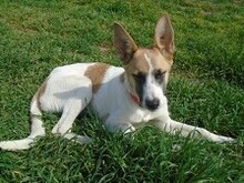 HARLEY, Hund, Mischlingshund in Griechenland - Bild 20