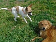 HARLEY, Hund, Mischlingshund in Griechenland - Bild 23